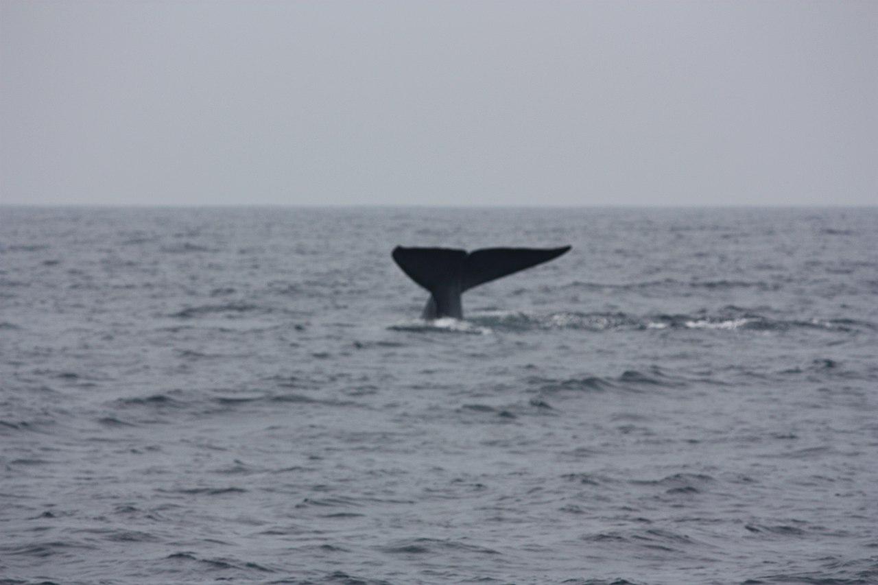 A blue whale surfacing off Mirissa