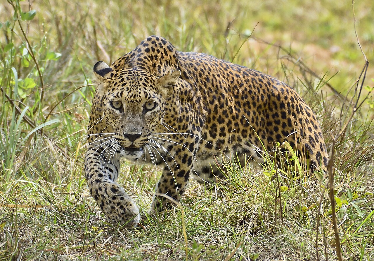 A leopard in Wilpattu National Park