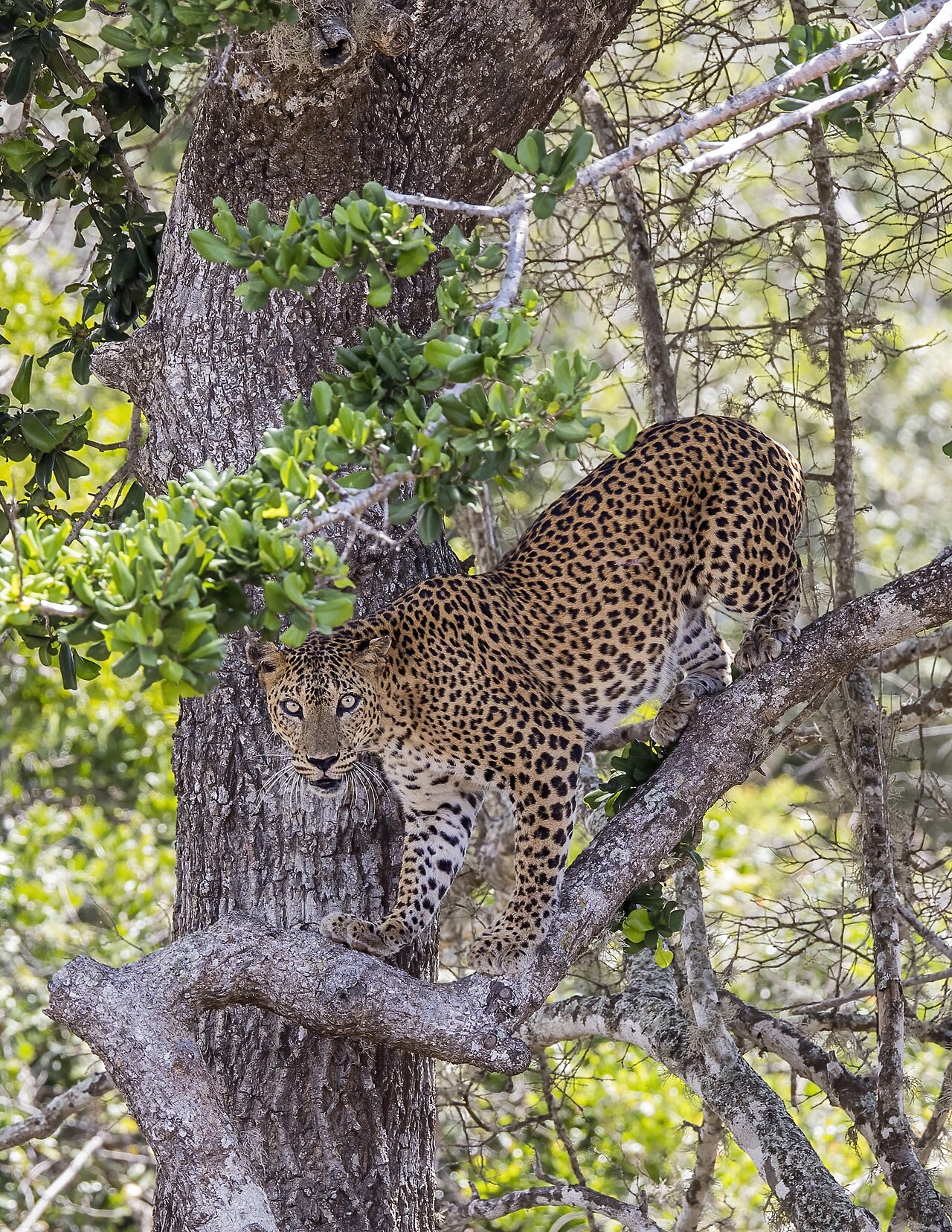 A Sri Lankan leopard
