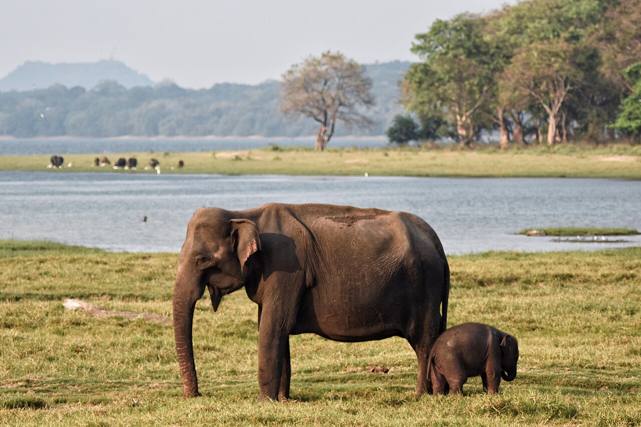 A herd of wild elephants on the Minneriya tank bed