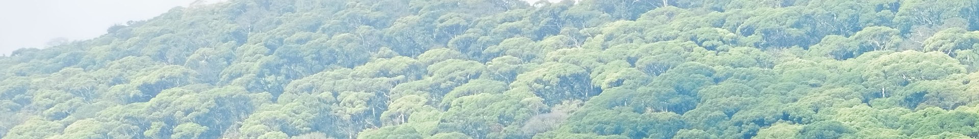 Rainforest canopy in the Sinharaja reserve