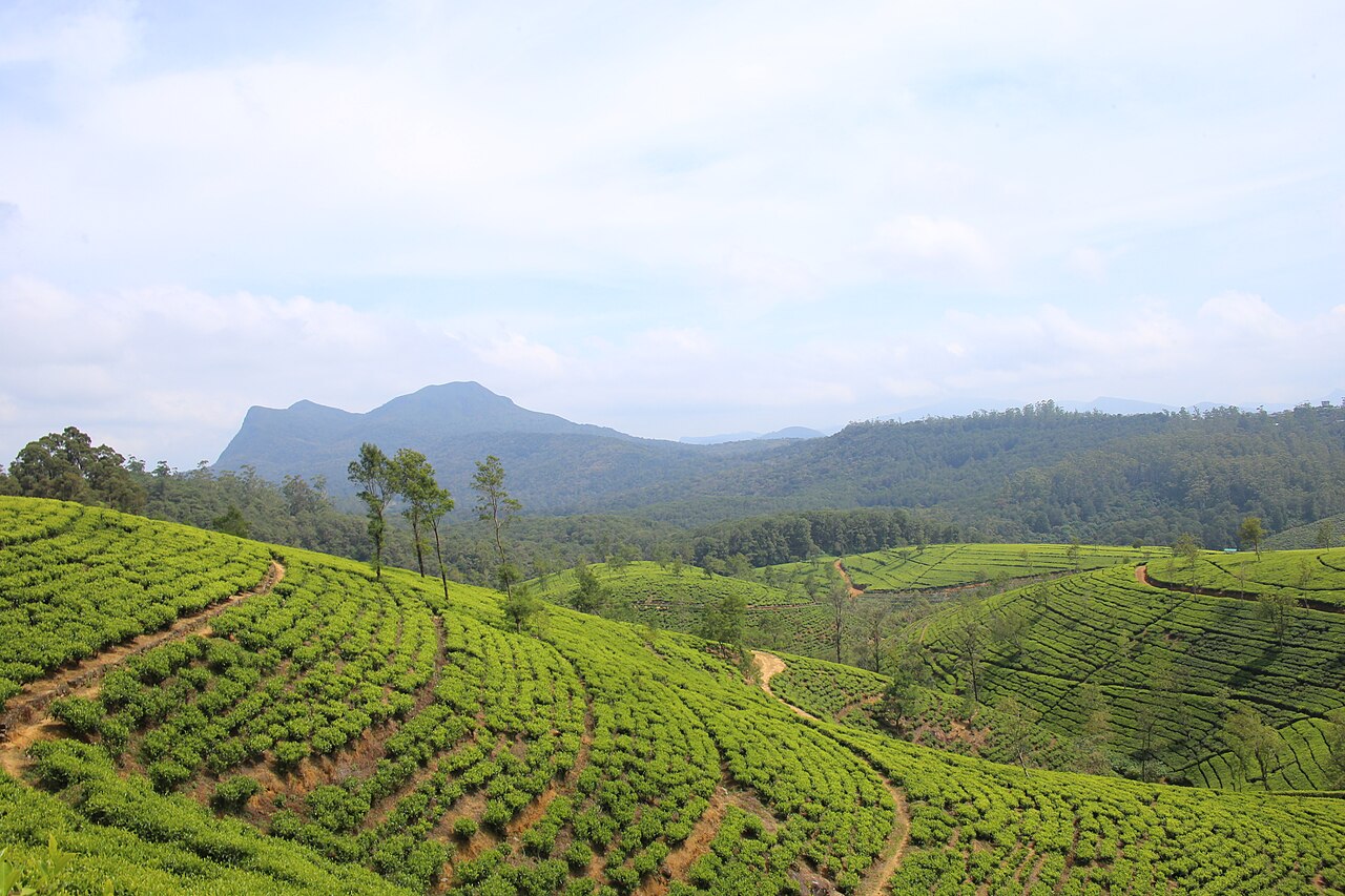 Tea terraces covering the hills near Nuwara Eliya