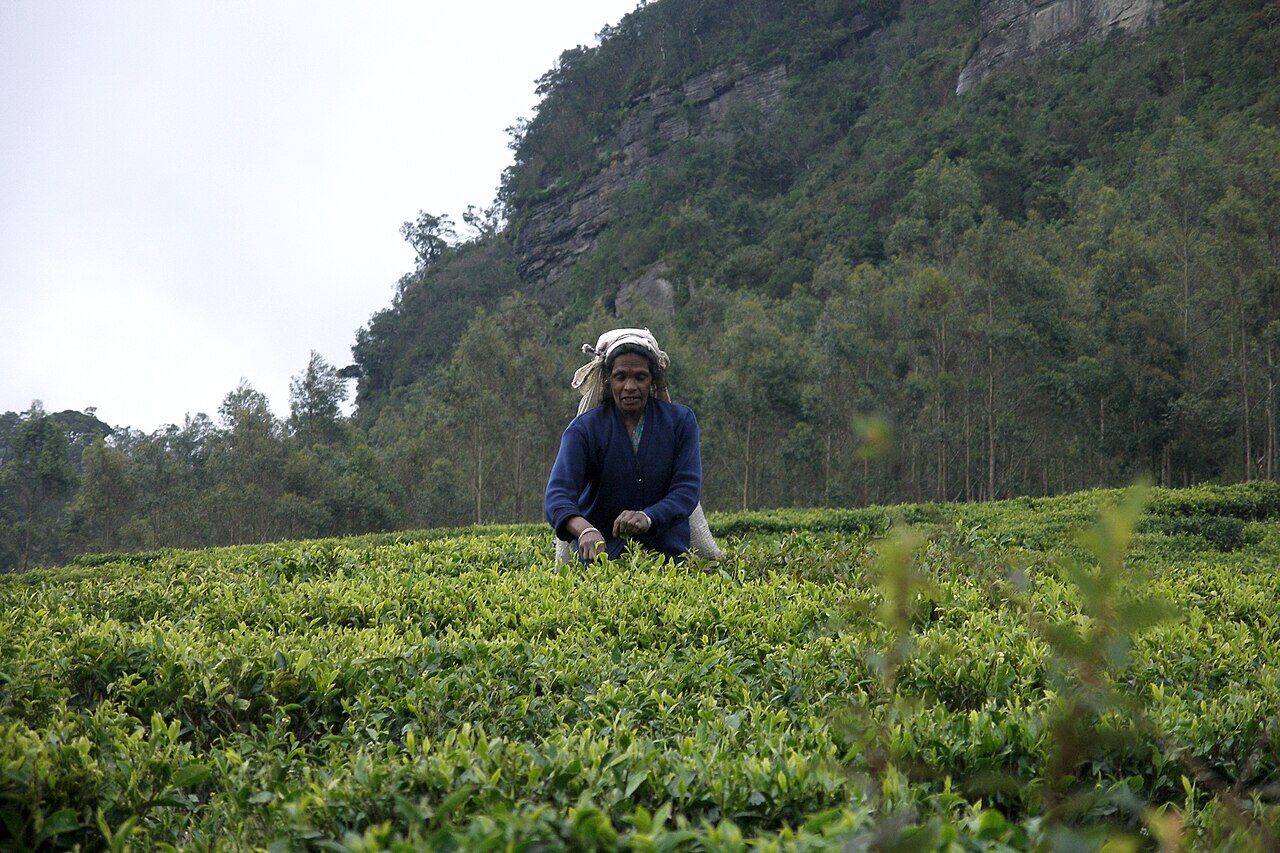 A tea plucker at work between the rows
